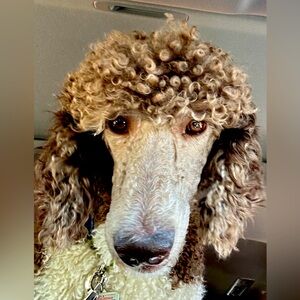 Meet your Posher, Joseph